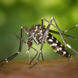 Clintonians urged to protect against mosquito bites