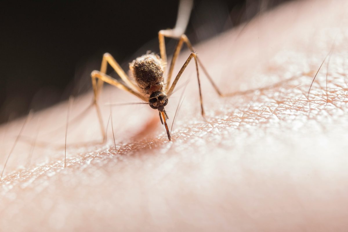 mosquito on an arm