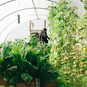 Strategies That Maximize Output in Greenhouse Settings