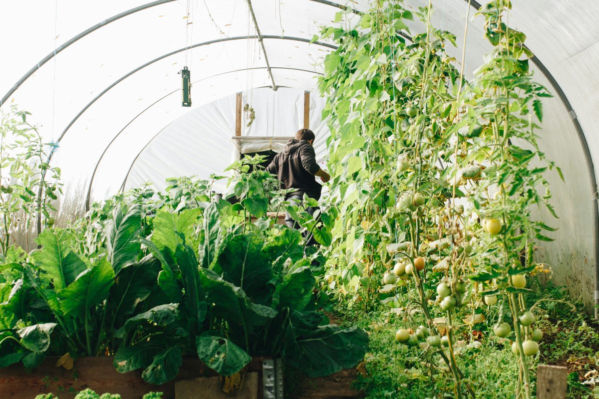 Strategies That Maximize Output in Greenhouse Settings