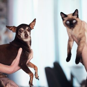 Whispers of the Heart: A Course in Animal Communication and Soul-Level Bonding