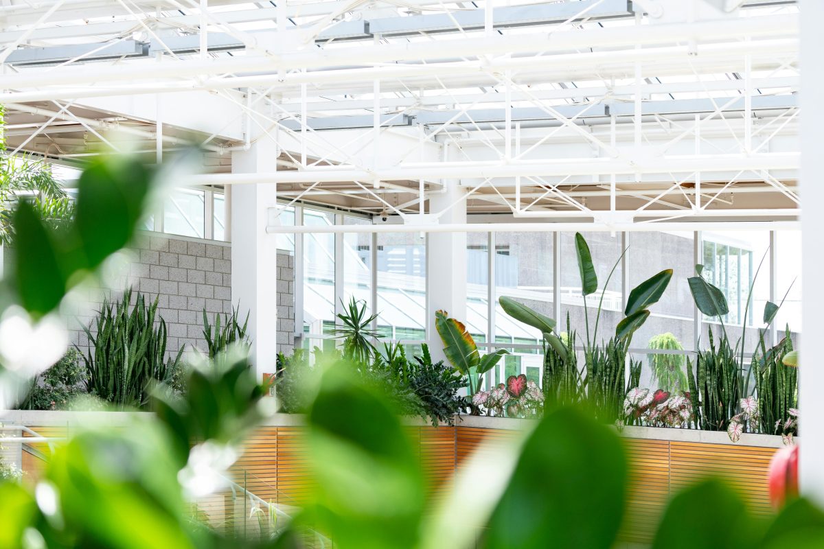 https://www.pexels.com/photo/depth-of-field-photography-of-plants-on-pots-under-metal-shed-1190898/