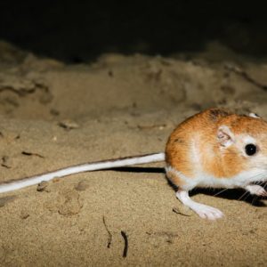 kangaroo rat