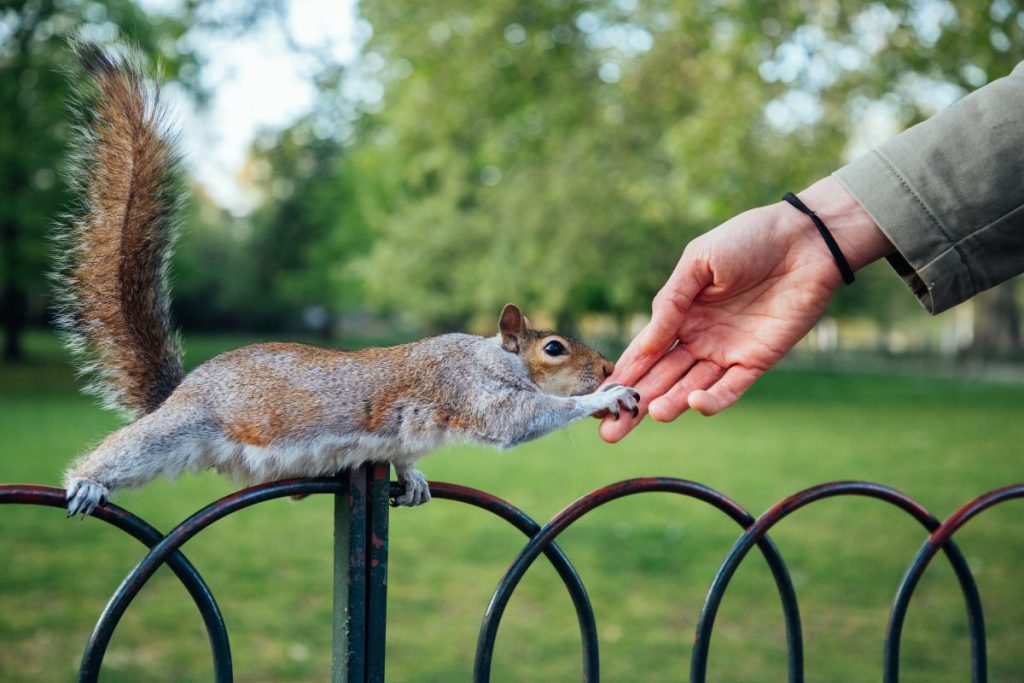 close up of squirrel touching a human hand