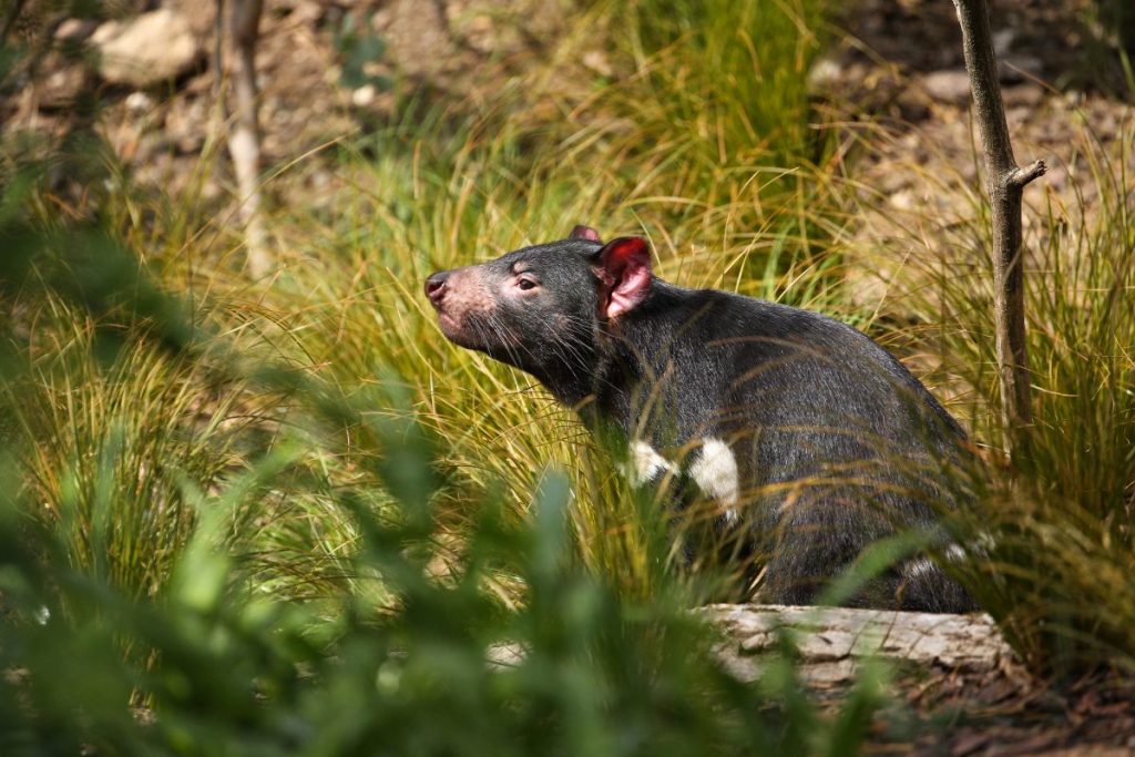 tasmanian devil in the wild