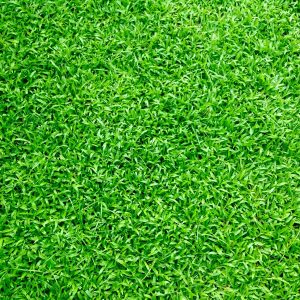 close up of grass turf
