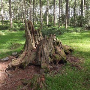 Why Stump Grinding Matters in Central Mississippi