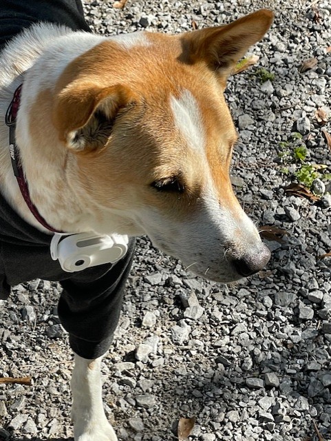 Aloka, the dog with a heart on his head.