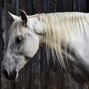 CoffeeTime: THE HORSE NAMED GRACE