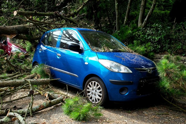 blue car under fallen tree limbs