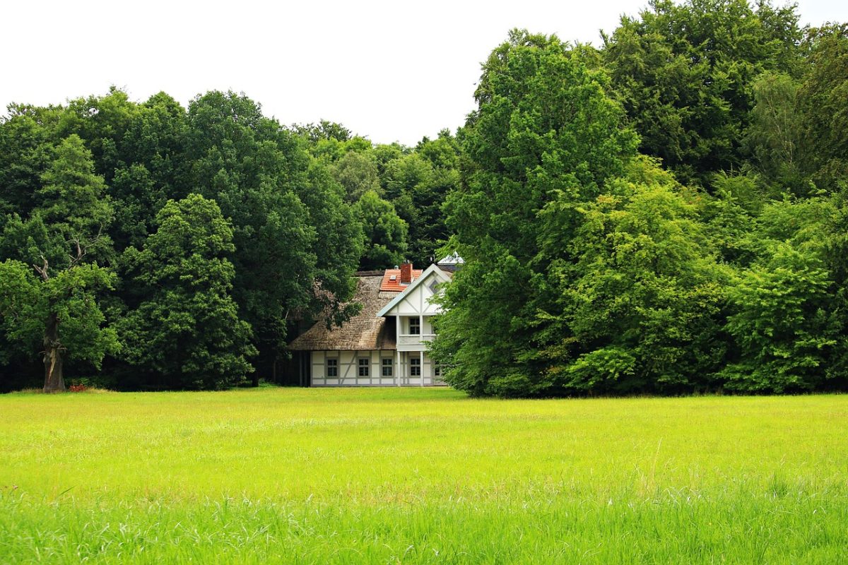 white house hidden in wooden area