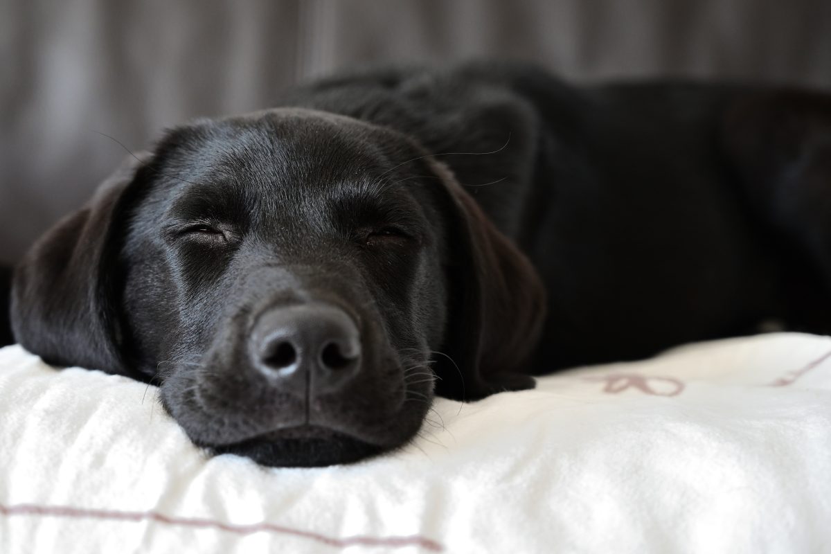 Labrador Linen Sleep Better This Season: The Benefits of Bamboo Linens - The Clinton ...