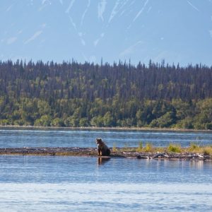 picture of a bear by a lake