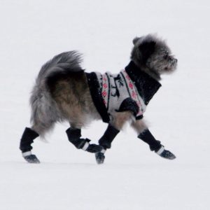 dog in sweatshirt and booties walking in the snow