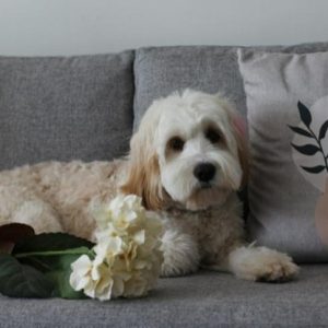 dog laying on a couch with white flowers