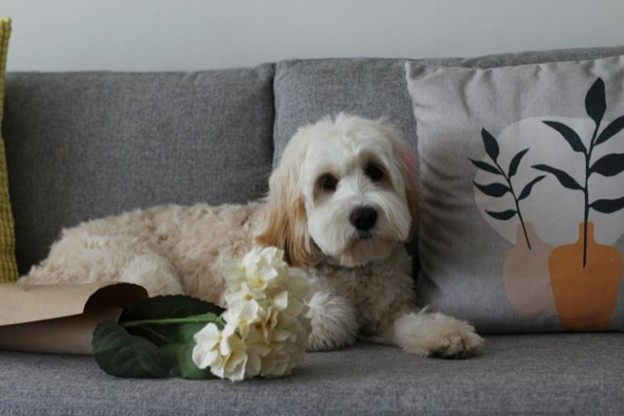 dog laying on a couch with white flowers