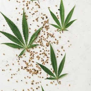 home grown cannabis laying on a table with seeds