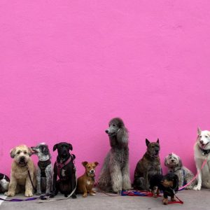 City officials working on dog poop ordinance