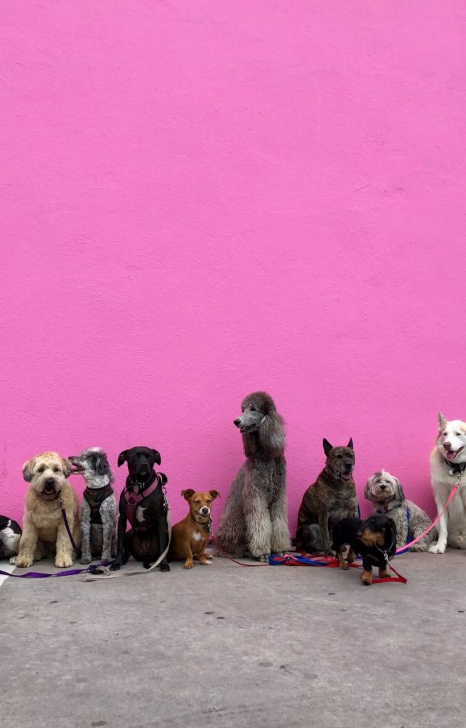 City officials working on dog poop ordinance