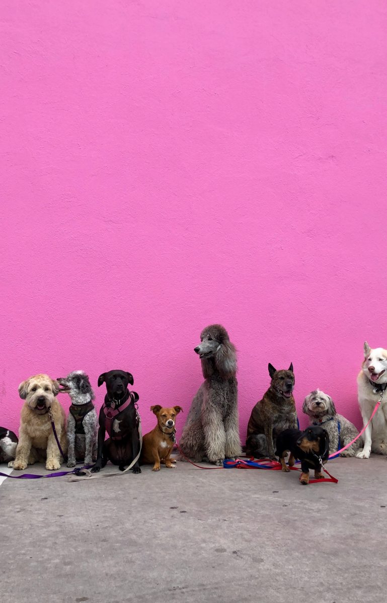 City officials working on dog poop ordinance