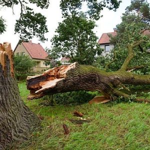 broken tree limb on ground after a storm