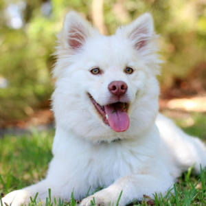 white puppy laying in the grass