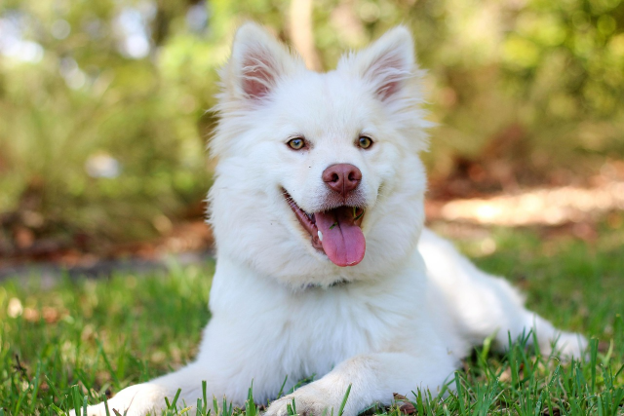 white puppy laying in the grass