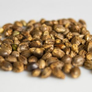 seeds on a white surface