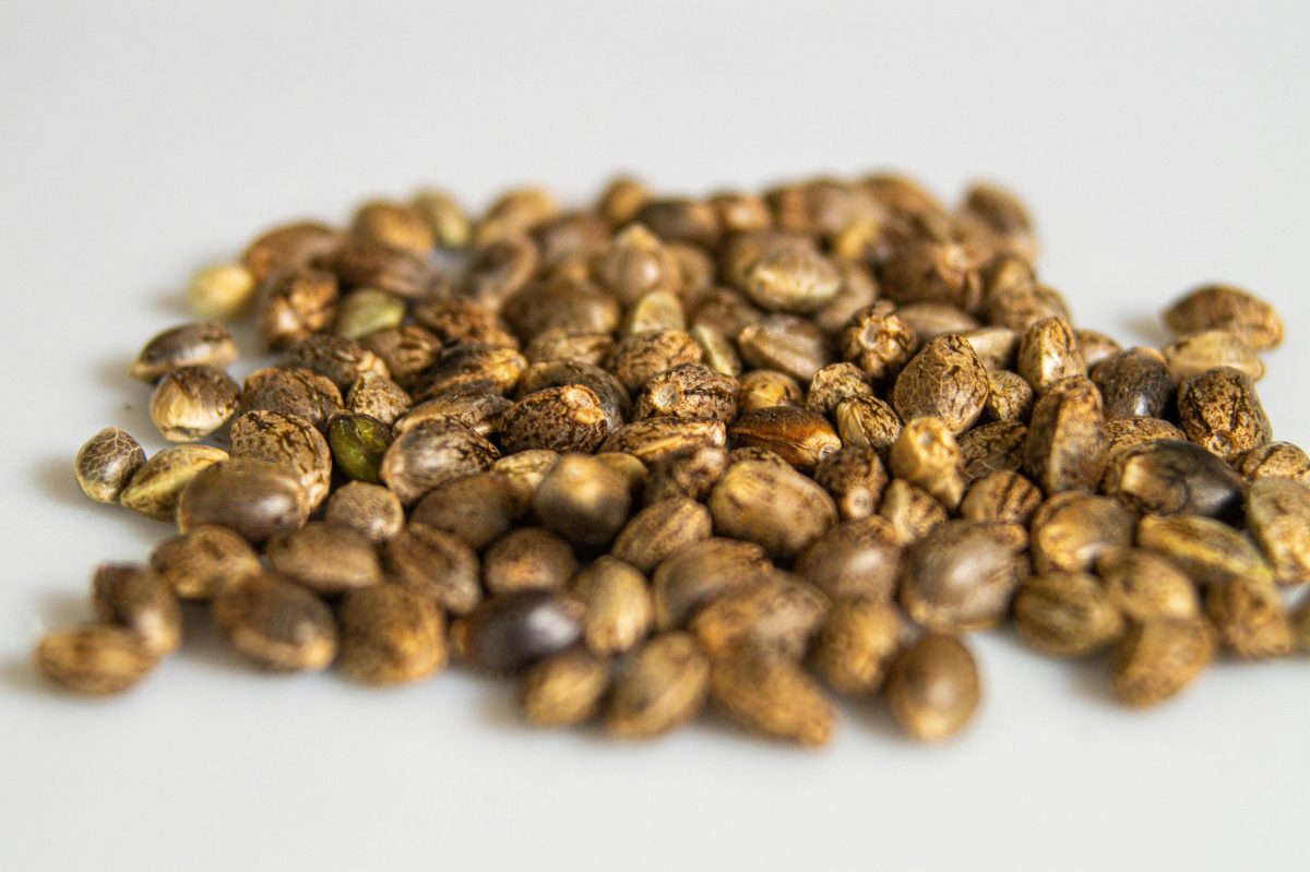 seeds on a white surface