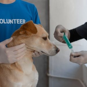 dog at vet office getting a shot