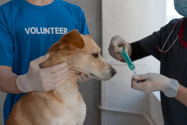 dog at vet office getting a shot
