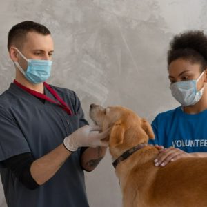 dog getting check out at the vets office