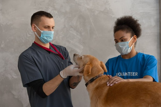 dog getting check out at the vets office