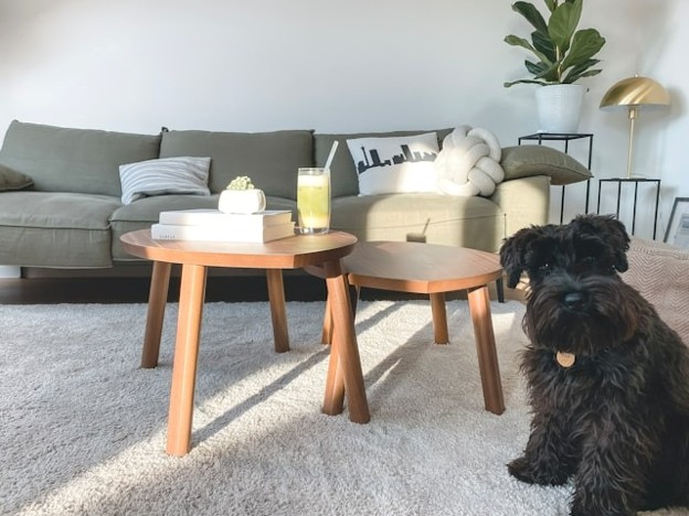picture of dog in living room near couch