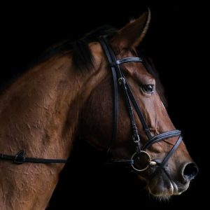 close up photo of brown horse