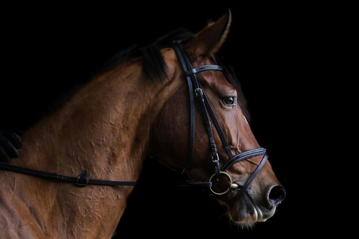 close up photo of brown horse