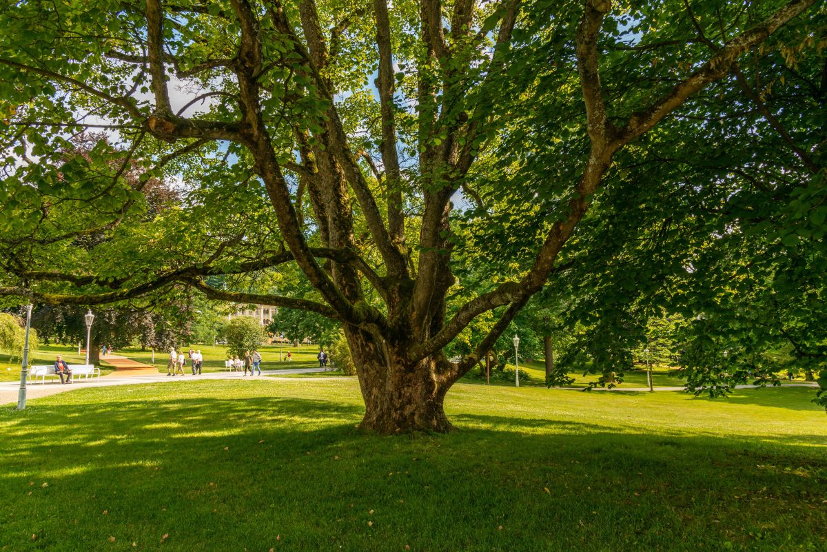 large tree in the middle of grass at park