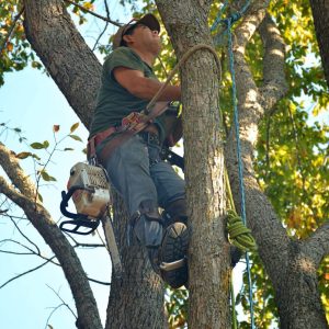 man in tree