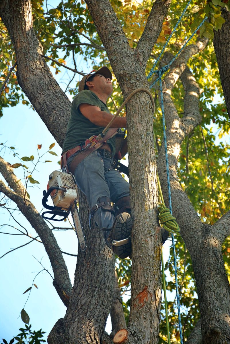 man in tree