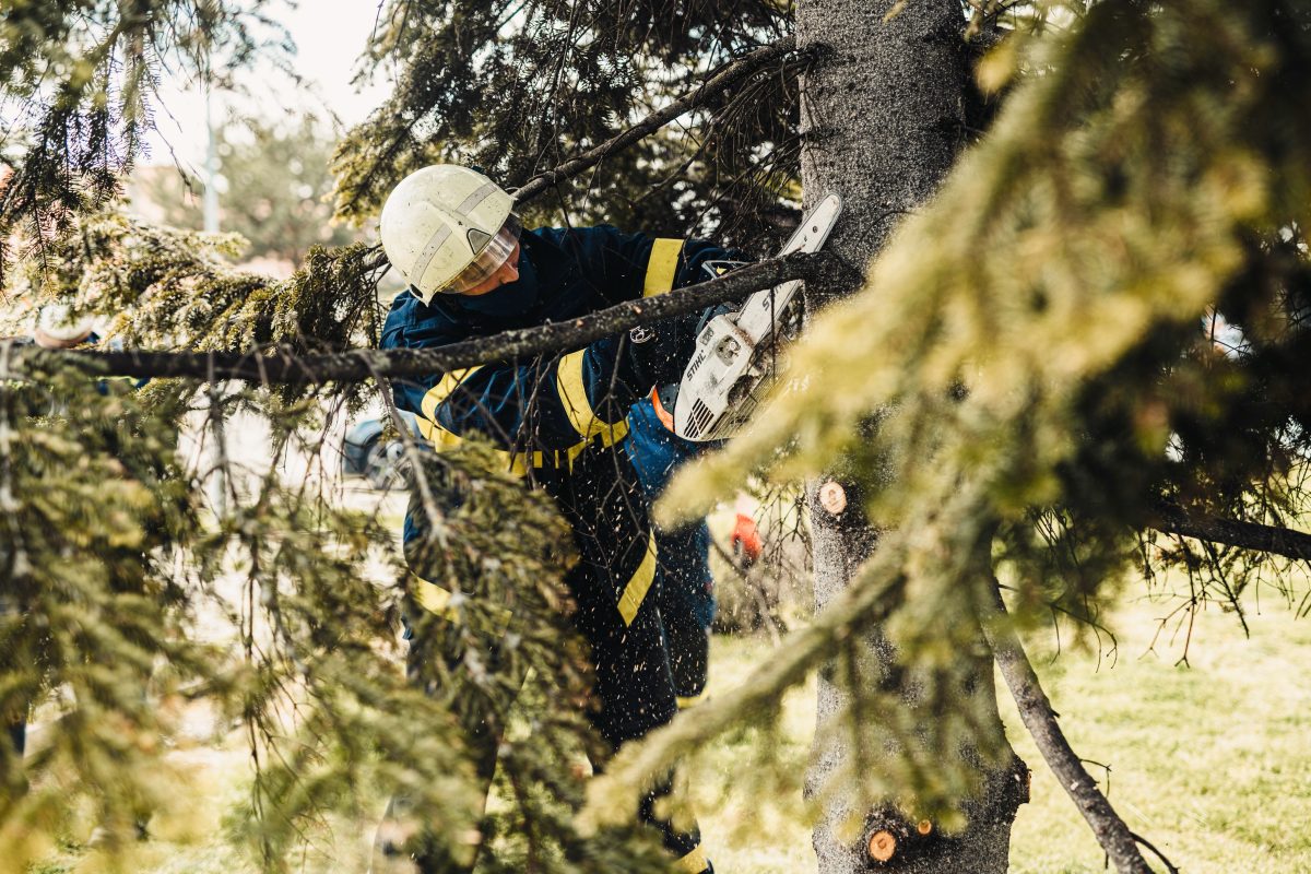 man with saw cutting branches from tree