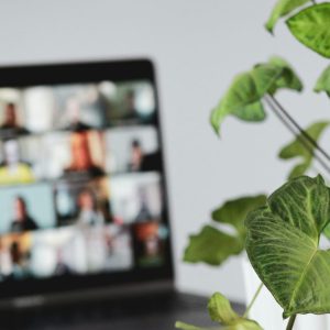 green leaf plant near white wall with computer in background on zoom meeting