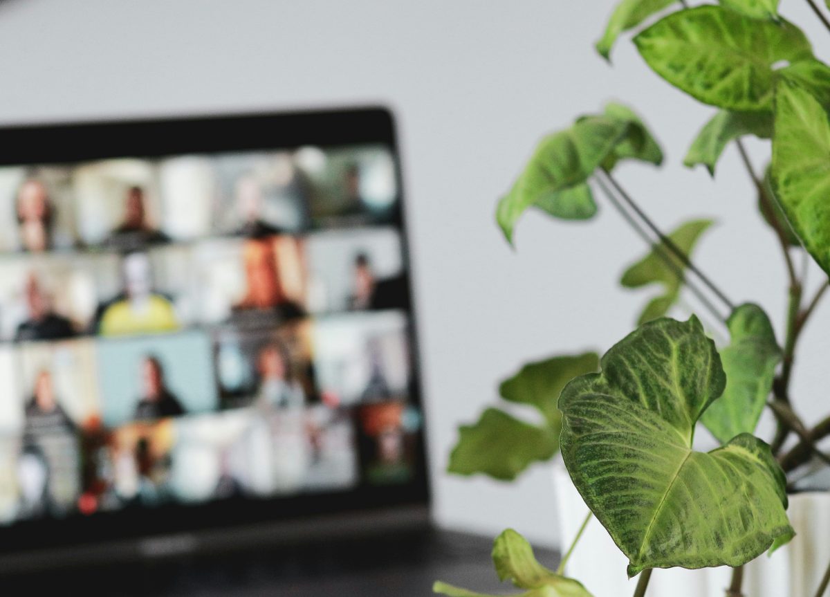 green leaf plant near white wall with computer in background on zoom meeting