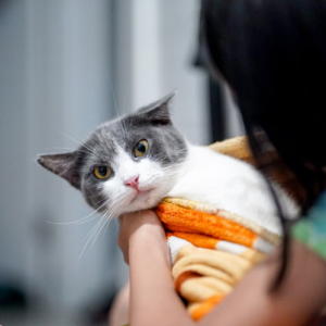 cat wrapped in orange blanket