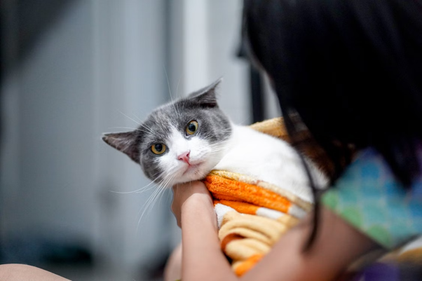 cat wrapped in orange blanket