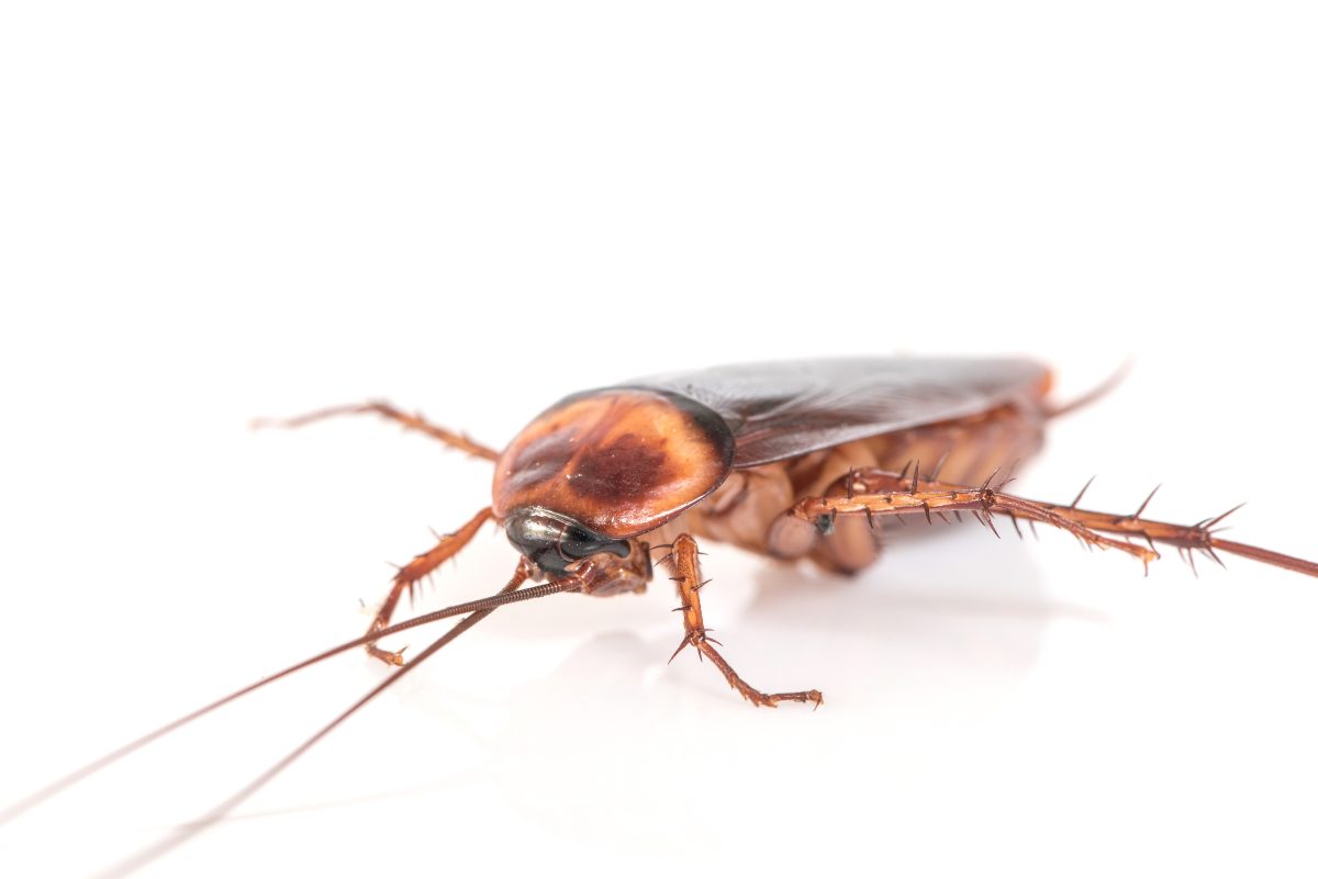 close up of cockroach