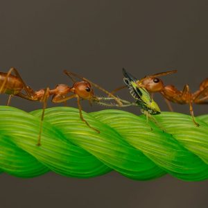Two ants working together to capture prey on a vibrant green rope in a natural setting.
