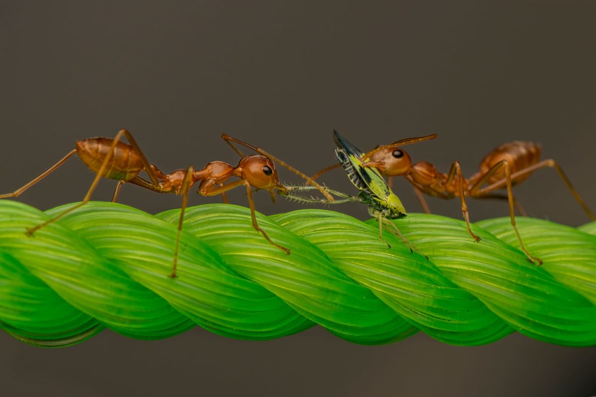 Two ants working together to capture prey on a vibrant green rope in a natural setting.