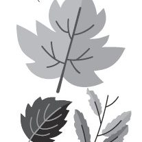 grey leaves